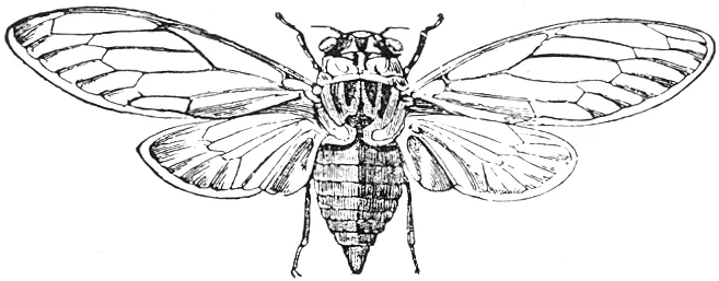 Line drawing of a cicada seen from above, its wings spread.