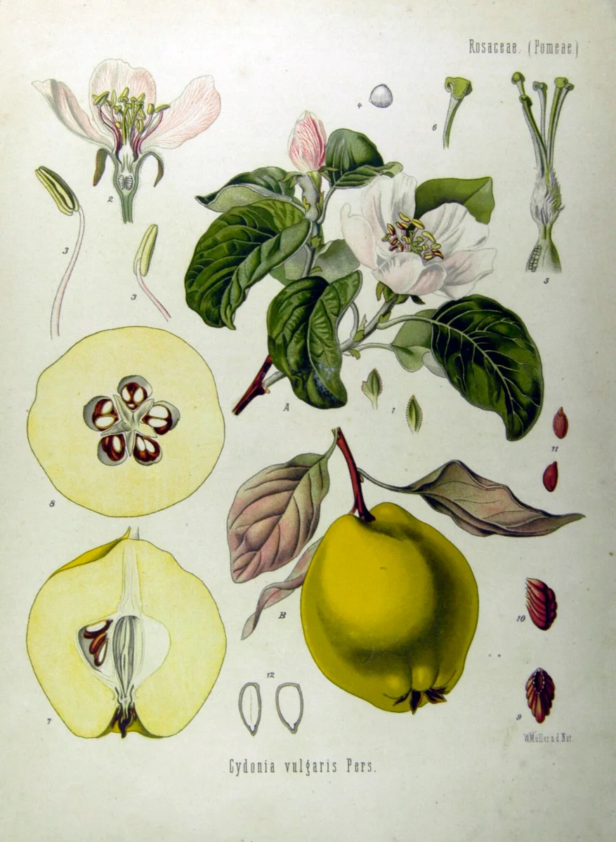 Botanical plate: a flowering quince branch with leaves and a yellow fruit, with cut sections.
