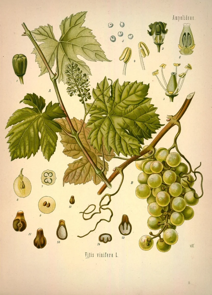 Botanical plate: a grape vine with leaves, a tendril and a bunch of green grapes, with details of flower and fruit.